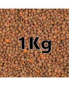 BROWN LENTILS ORG. 1KG