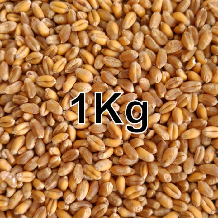 WHEAT GRAIN KG