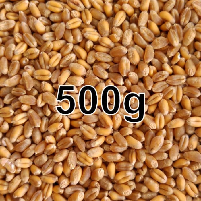 WHEAT GRAIN 500G